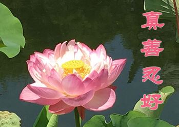 Image for article Il potere della frase “La Falun Dafa è buona”