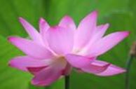 Image for article Praticare la Falun Dafa ha salvato la mia famiglia