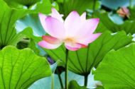 Image for article Le storie di tre mie amiche benedette dalla Falun Dafa