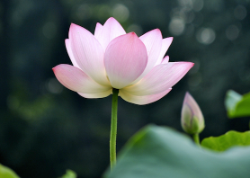 Image for article Storie di un giovane praticante della Falun Dafa