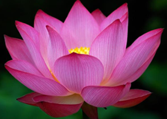 Image for article [Celebrazione della Giornata Mondiale della Falun Dafa] All'età di 82 anni sono più energica di quando ero giovane