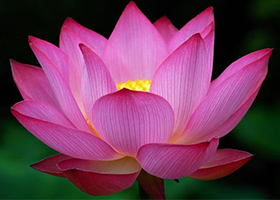 Image for article [Celebrazione della Giornata Mondiale della Falun Dafa] Il lato positivo della mia vita
