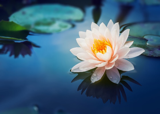 Image for article Tre miracoli della Falun Dafa hanno ripristinato la mia salute