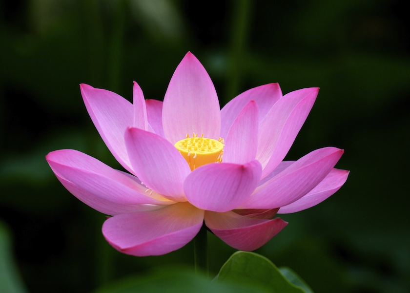 Image for article La nostra saggezza viene dalla Falun Dafa