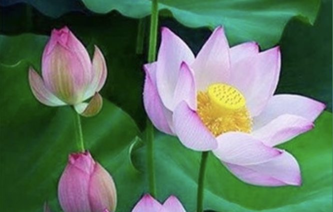Image for article Tre generazioni scoprono la speranza nella Falun Dafa
