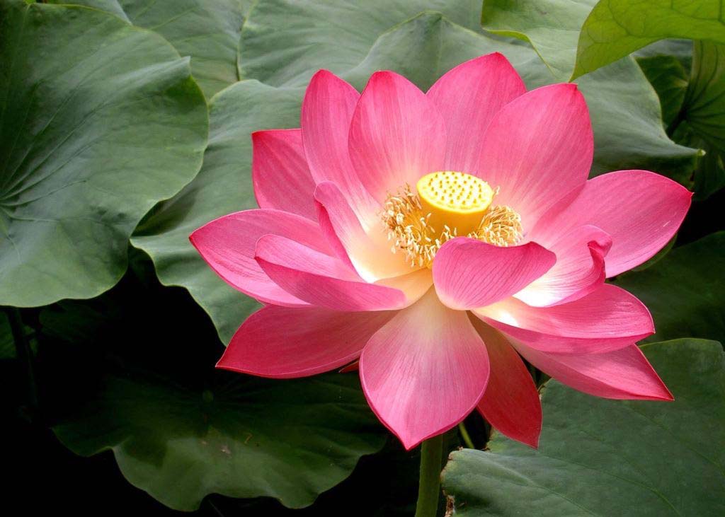 Image for article La gioia della coltivazione nella Falun Dafa