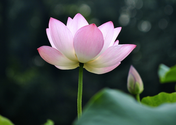Image for article Trovare la pace interiore coltivando il Falun Gong