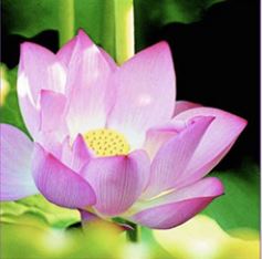 Image for article Sperimentare il potere della Falun Dafa