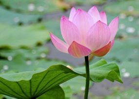 Image for article Un tesoro: Il potere di “Zhuan Falun”, il libro della Falun Dafa