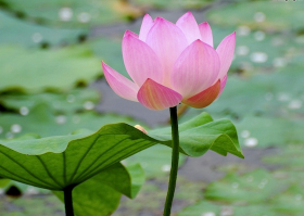 Image for article Praticante di quinta elementare: “La mia saggezza è migliorata dopo aver recitato gli insegnamenti della Falun Dafa e aver perseverato nella meditazione”