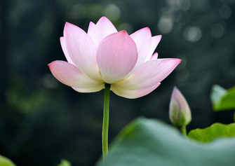 Image for article Persone toccate dagli articoli che celebrano la Giornata Mondiale della Falun Dafa