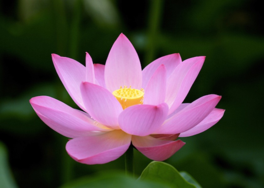 Image for article La mia famiglia sa che la Falun Dafa è buona