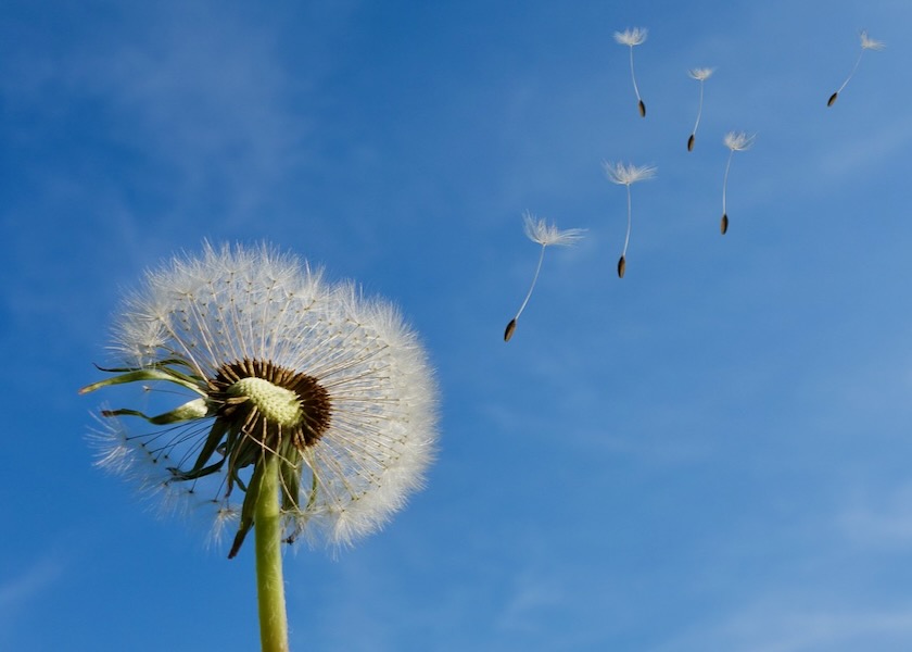 Image for article Lasciare andare il risentimento nel mio sentiero di coltivazione