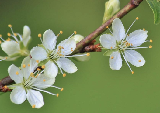 Image for article La Falun Dafa ha portato cambiamenti positivi a mia suocera