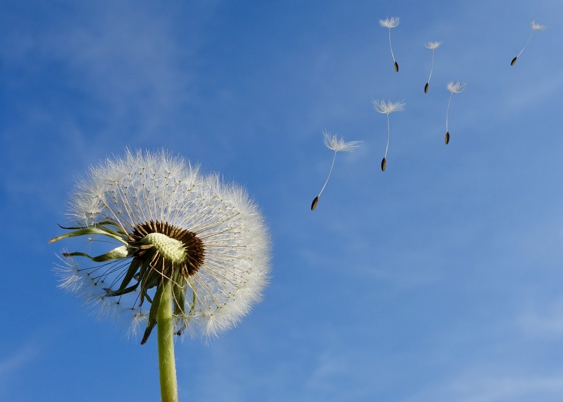 Image for article Lasciar andare gli attaccamenti all'interesse personale e al sentirsi offesi