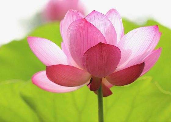 Image for article Quando siamo gentili gli altri comprendono che la Falun Dafa è buona