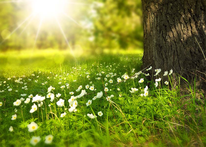 Image for article I miei vicini sanno che la Falun Dafa è buona