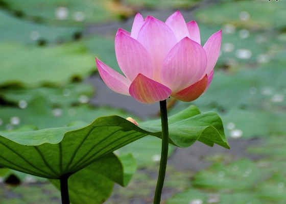 Image for article Il sito web Minghui mi ha accompagnato in tutti questi anni difficili
