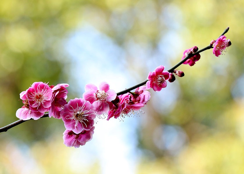 Image for article Mio marito guarisce dal cancro dopo aver creduto nella Dafa