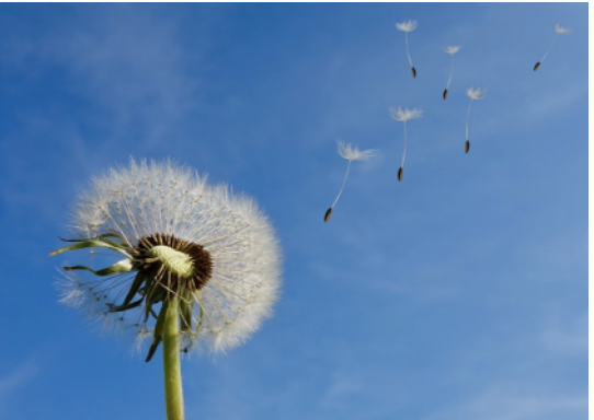 Image for article Il mio percorso spirituale e l'organizzazione di seminari nel Parlamento britannico