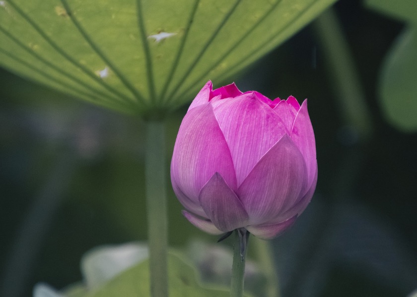 Image for article Il percorso di coltivazione di una giovane praticante della Falun Dafa