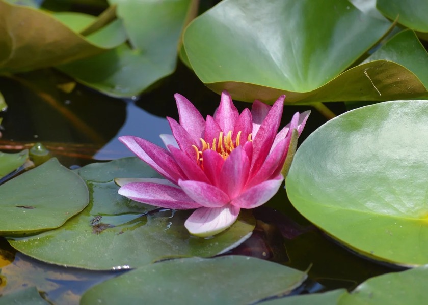 Image for article Come la Falun Dafa ha purificato la mia mente e il mio corpo