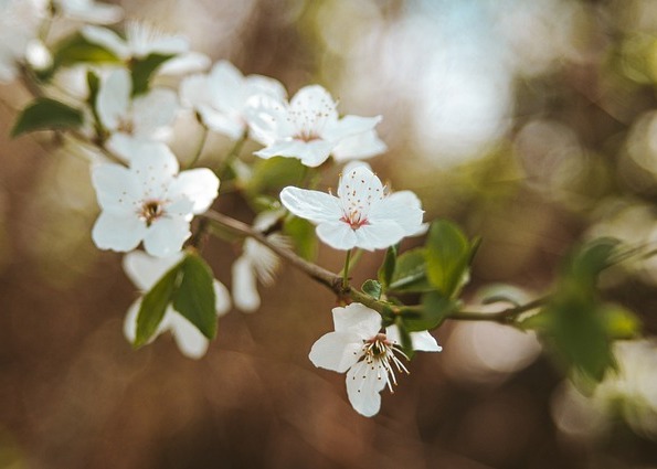 Image for article Alcune comprensioni sui riti nuziali tradizionali e sui doveri reciproci tra marito e moglie (Parte 1)