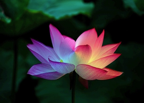 Image for article La Falun Dafa mi ha guidato a prendermi cura dei miei suoceri e a non combattere per interessi personali