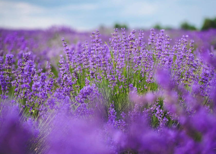 Image for article L'esperienza di mia figlia nell'eliminare la dipendenza dal cellulare