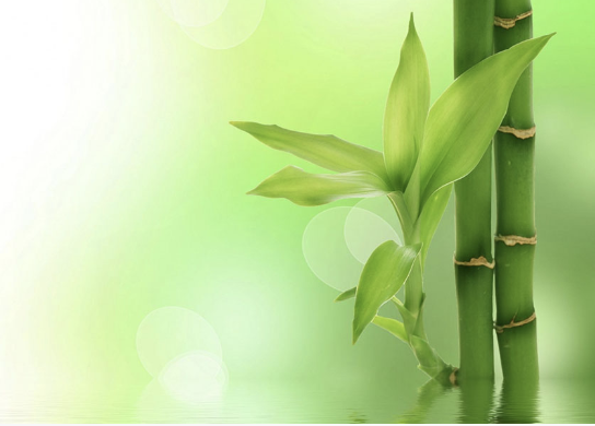 Image for article Superare le sfide mediche con le benedizioni della Dafa