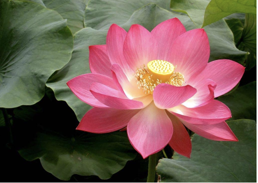 Image for article Seguire gli insegnamenti per negare le molestie della polizia