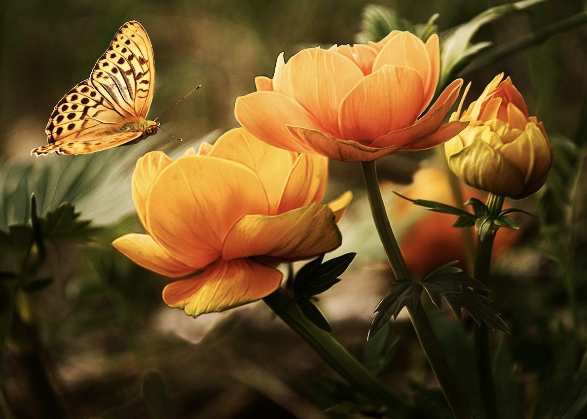 Image for article Ricordando le mie esperienze di coltivazione nella Tian Guo Marching Band