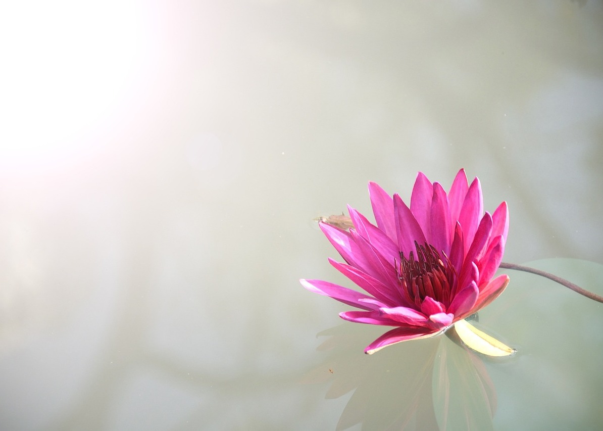 Image for article Una sola frase ha disintegrato il male e posto fine alla sessione di lavaggio del cervello