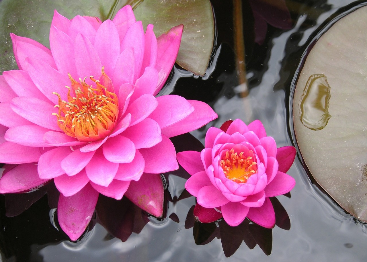 Image for article La Falun Dafa mi ha dato una nuova vita