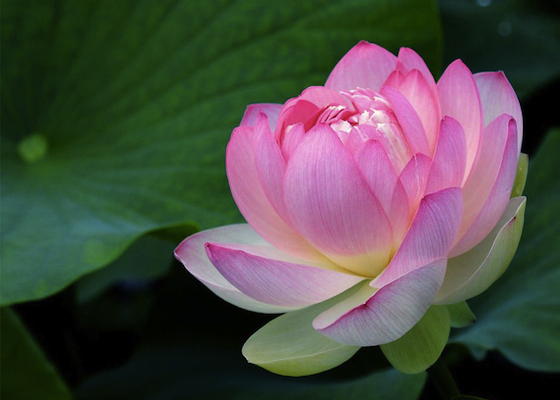 Image for article Grandi cambiamenti nel corpo e nella mente dopo aver praticato la Falun Dafa