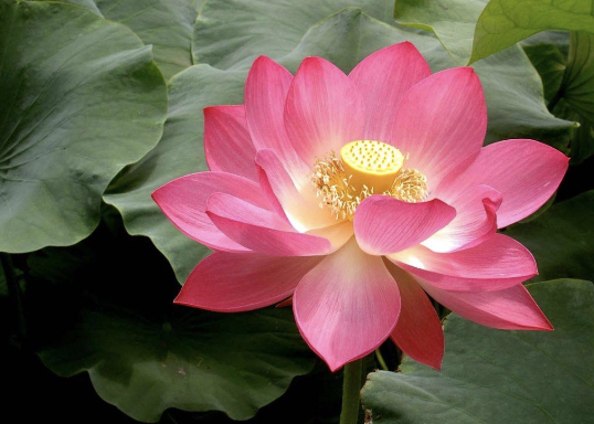 Image for article La Falun Dafa mi ha cambiata in una persona premurosa