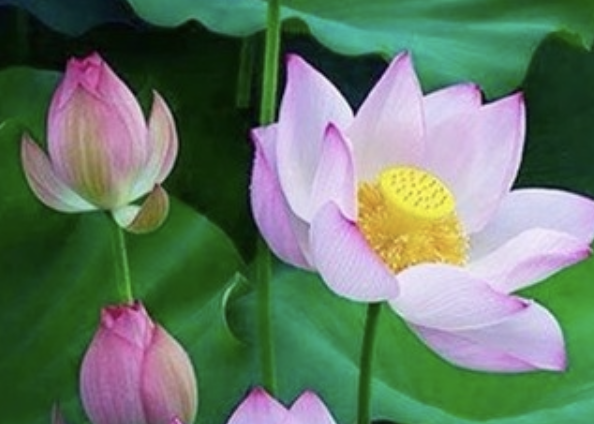 Image for article Insegnare e orientare gli studenti secondo i principi della Falun Dafa