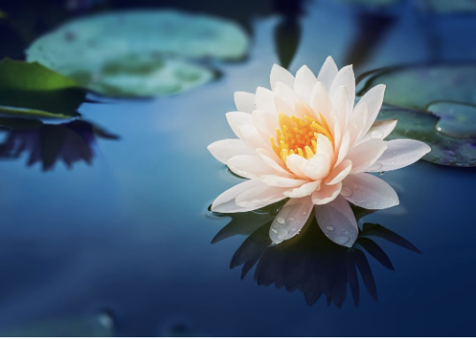 Image for article L'esperienza personale di coltivazione di una praticante della Falun Dafa