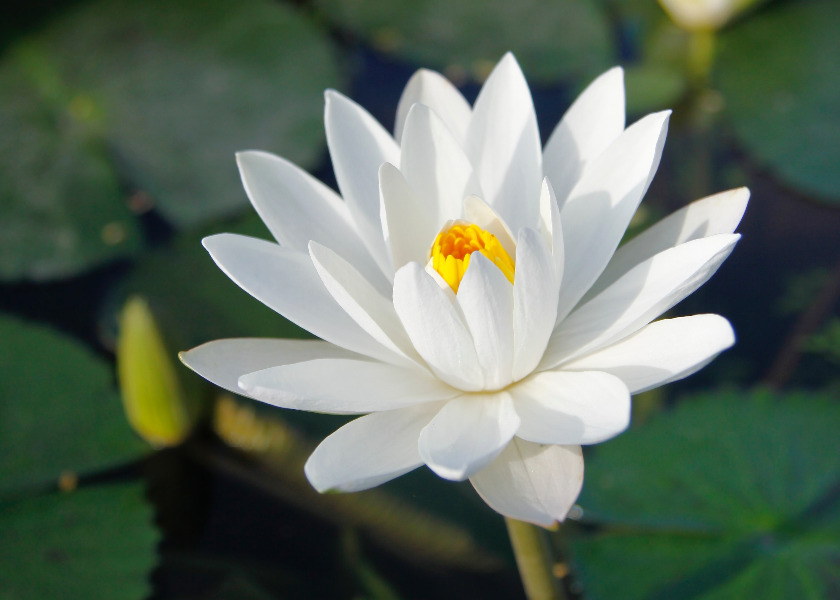 Image for article Sperimentare la natura straordinaria della Dafa nella mia vita