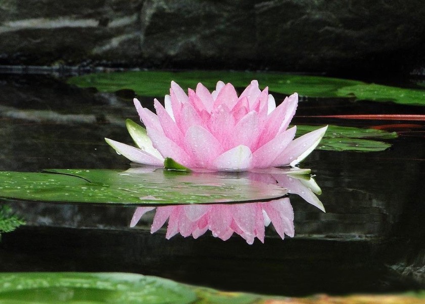 Image for article Benedetti per aver creduto nella Falun Dafa in un momento disperato