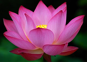Image for article La mia personalità ha subito un cambiamento positivo dopo aver iniziato a praticare la Falun Dafa
