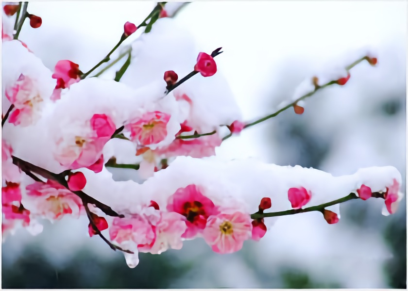 Image for article Testimoniare ripetutamente i poteri divini della Falun Dafa