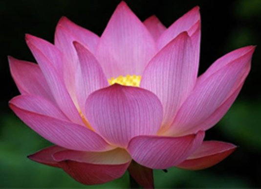 Image for article Ricordi preziosi del settimo seminario sul Falun Gong tenuto dal Maestro Li a Changchun
